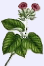 herbal medicine