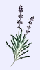 naturopathy